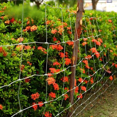 Hàng rào trang trại cừu Nam Phi bằng dây thép mạ kẽm nhúng nóng, nút cố định, dây 1.8MM cho hàng rào chuồng trại